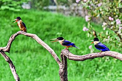 经典仍在延续 《塞尔达传说》系列迎来39周年纪念